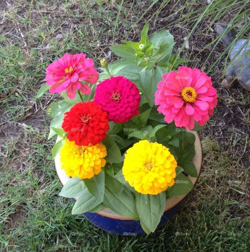 Zinnia flowers