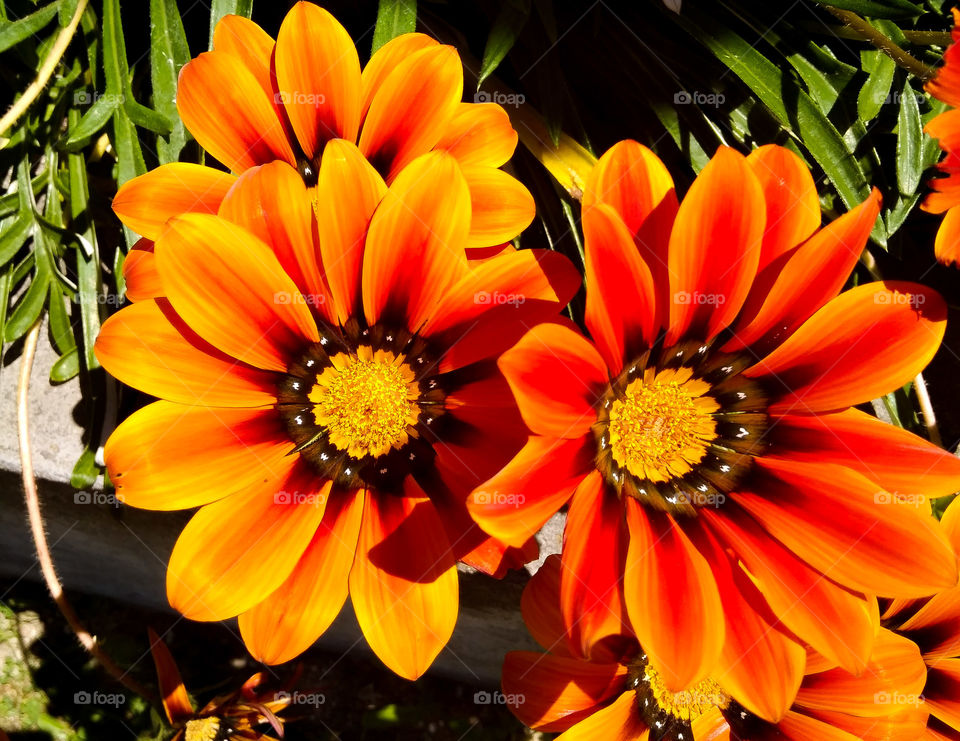 Beautiful Orange Flowers