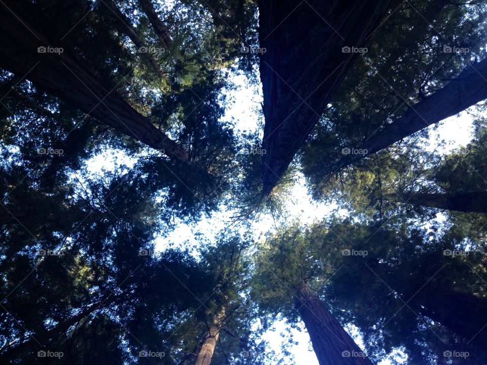 Redwoods!!!