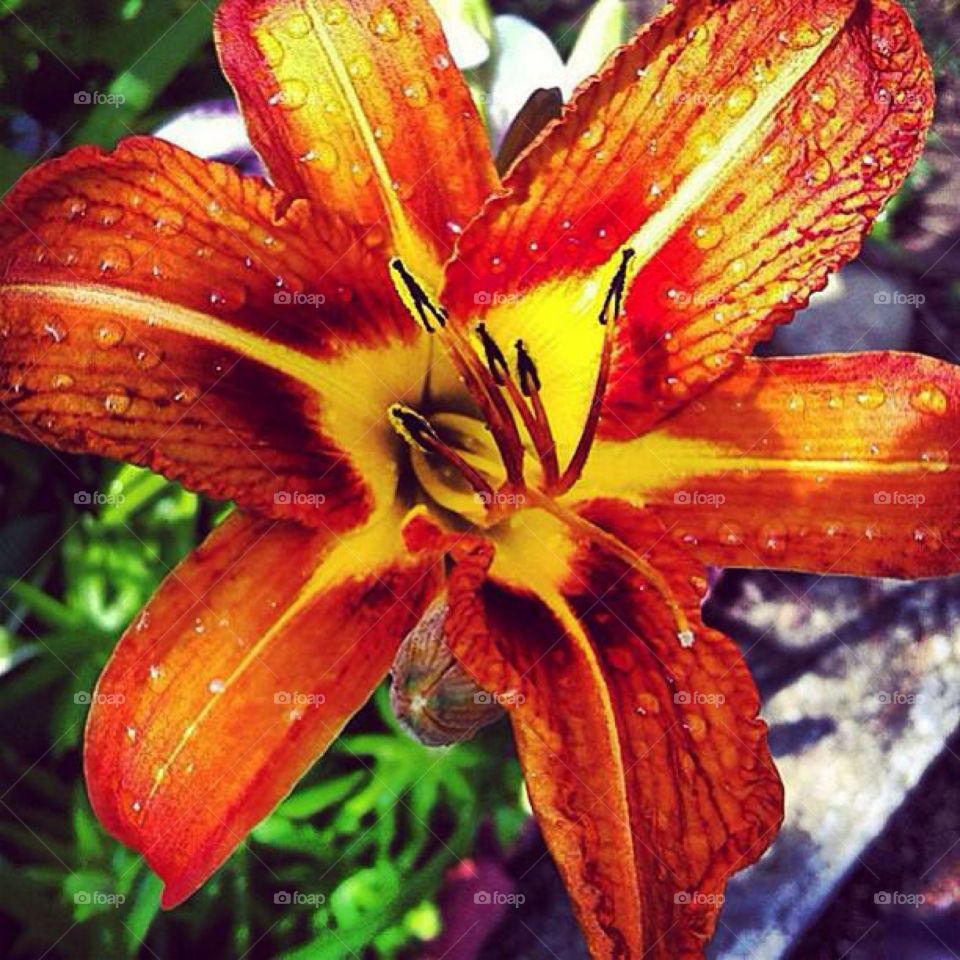 Lily in my garden . Lily in my garden 