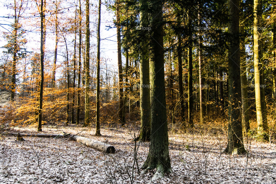 frosty morning in Black Forest, Germany