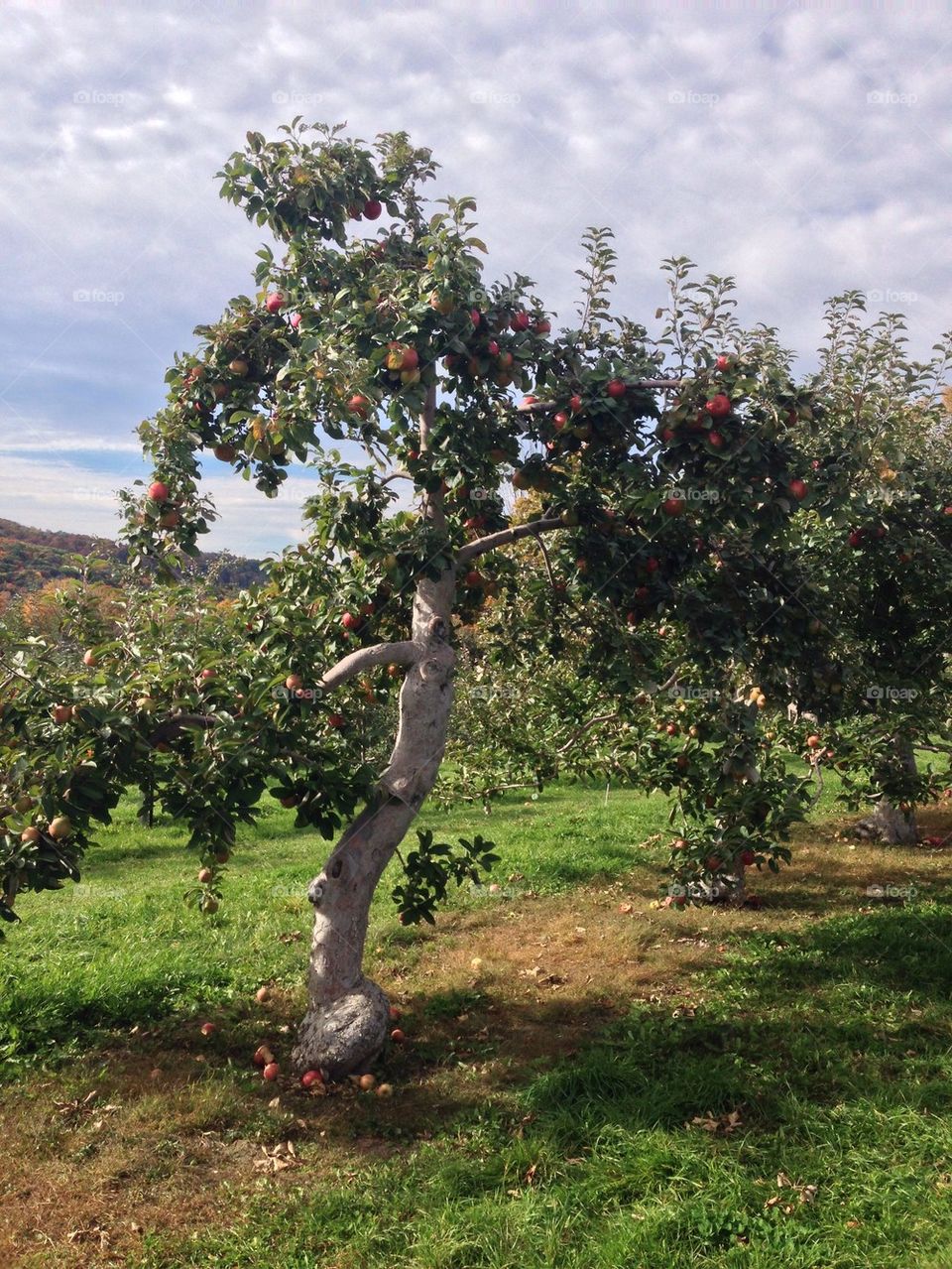Apple tree