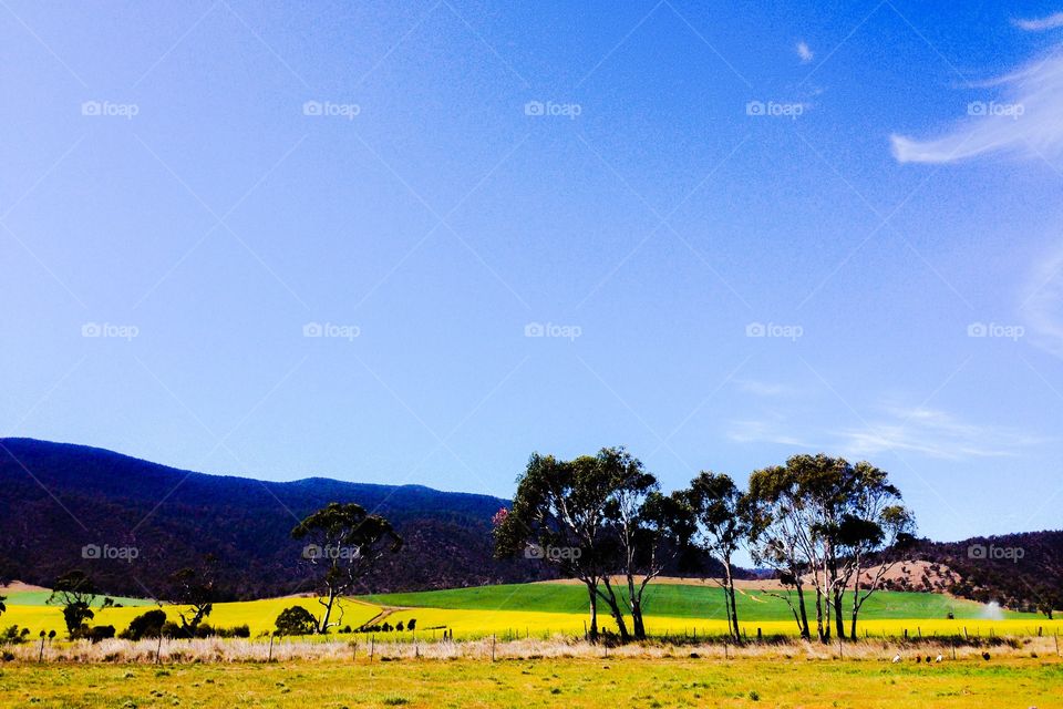 Field. Tasmania