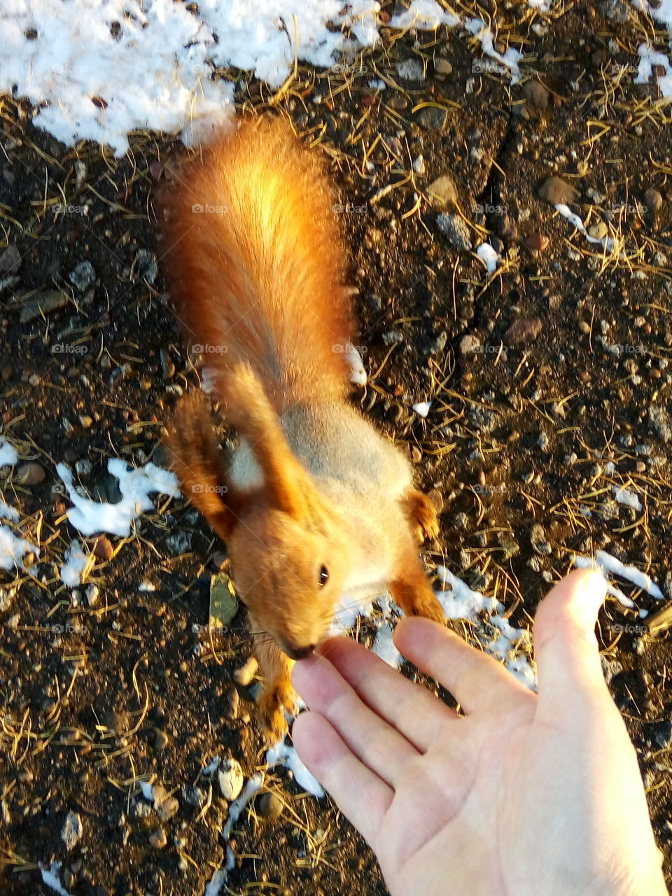 белка.природа.фауна.