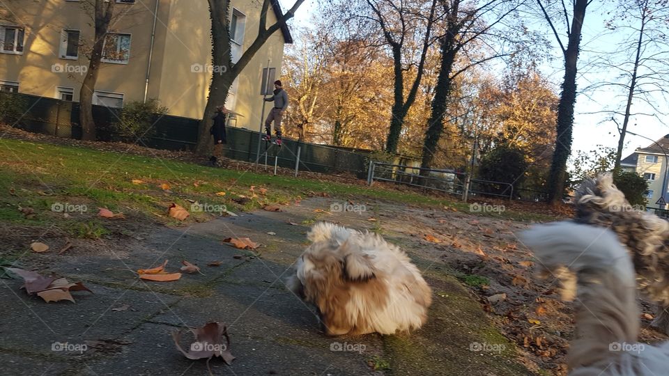 Fall, Landscape, No Person, Tree, Dog