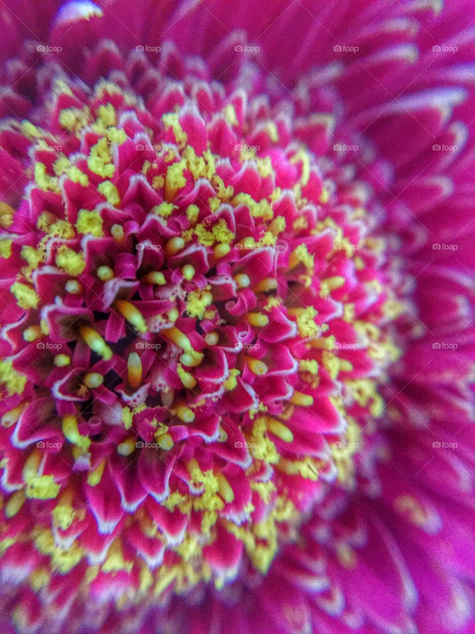 Close up flower