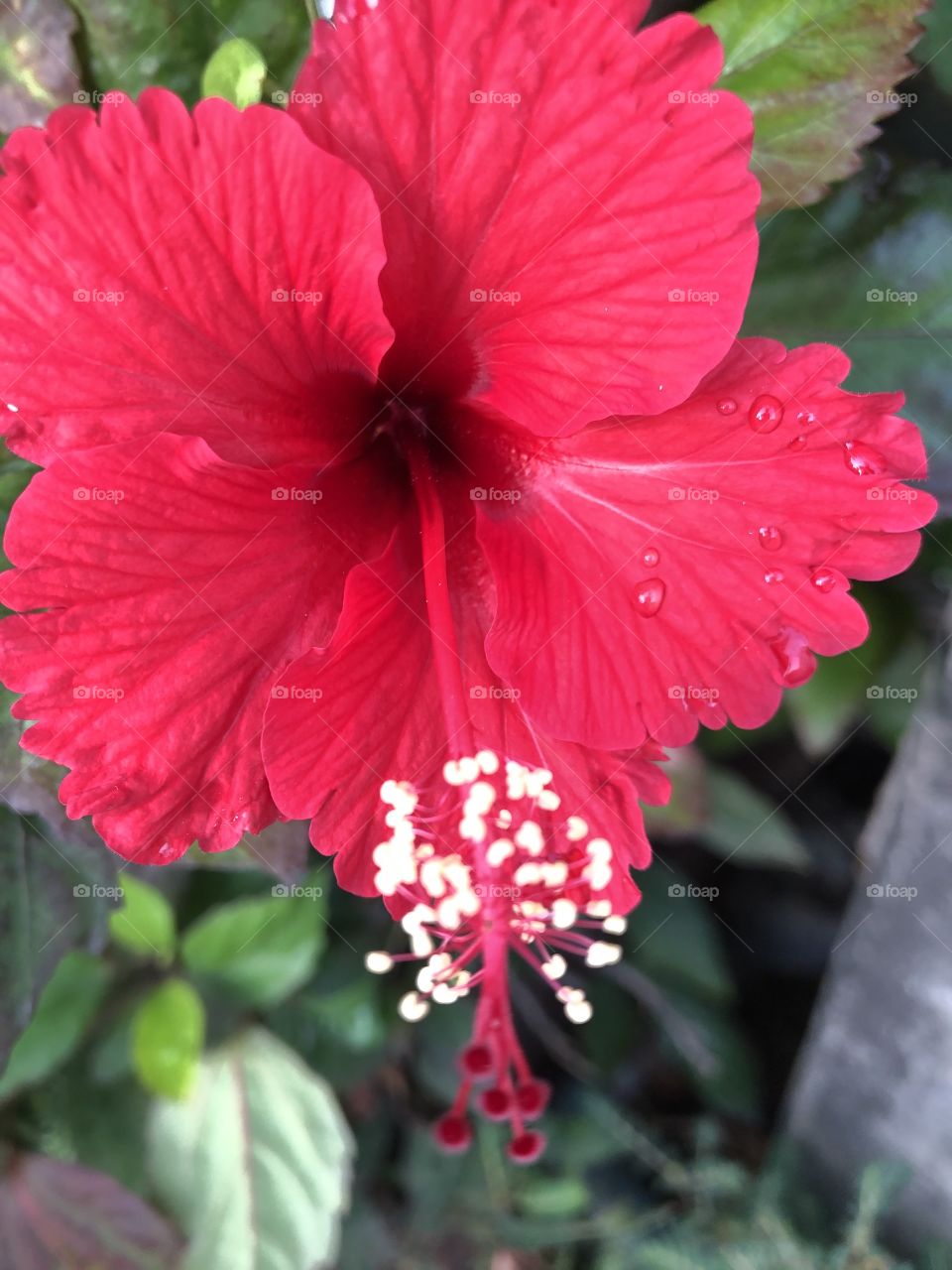 The red color stories, Countryside ( Thailand)