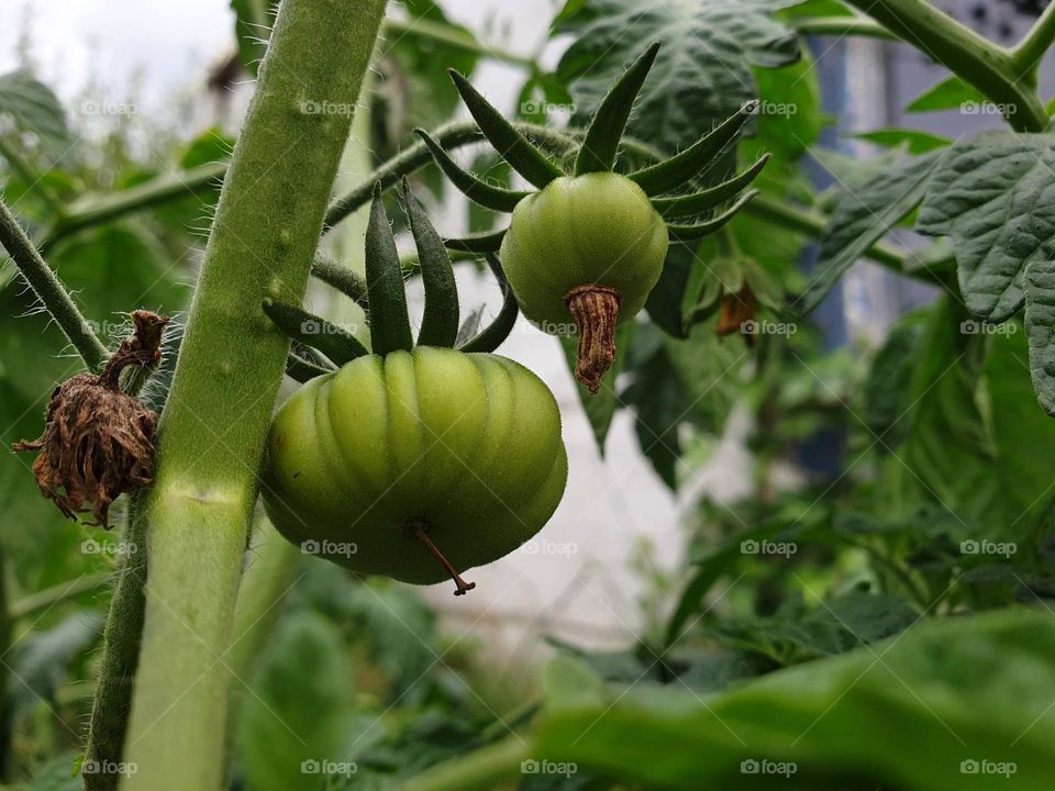 a portrait of two growing green unripe tomatoes still hanging on the bush until they can be harvested.