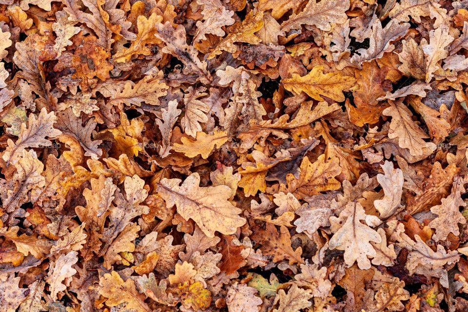 Fallen autumn oak leaves