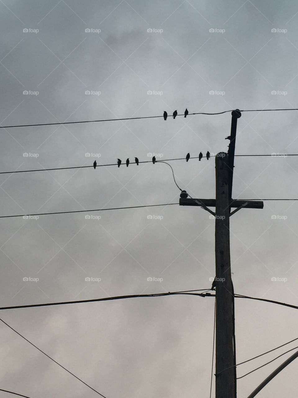 Grey skies birds hanging out on wires .. 