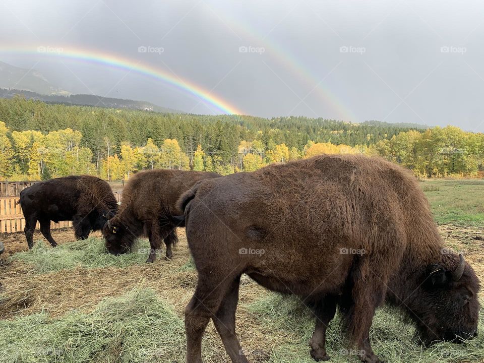 Double rainbow 