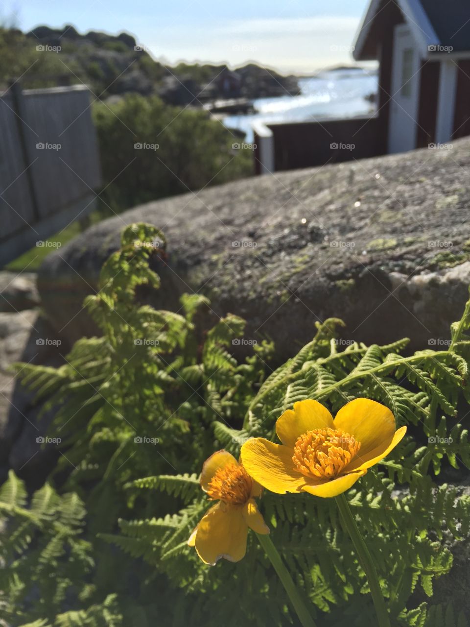 Close-up of yellow buttercup flower