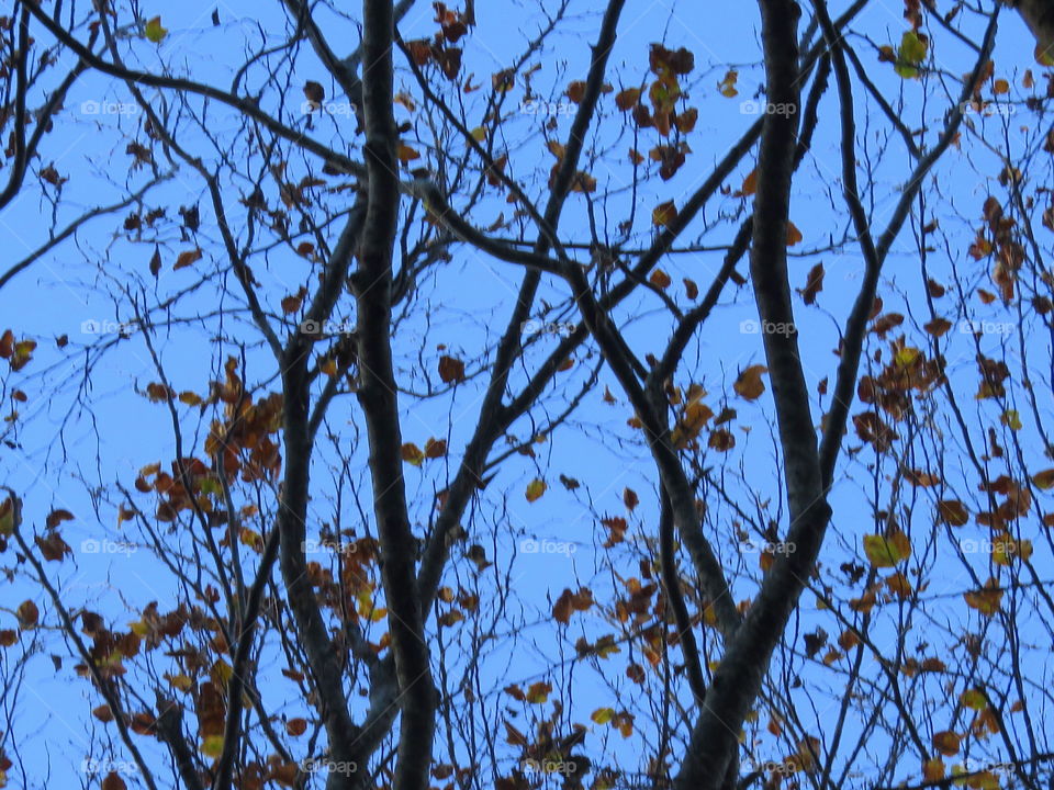 autumn leaves and branches in blue background