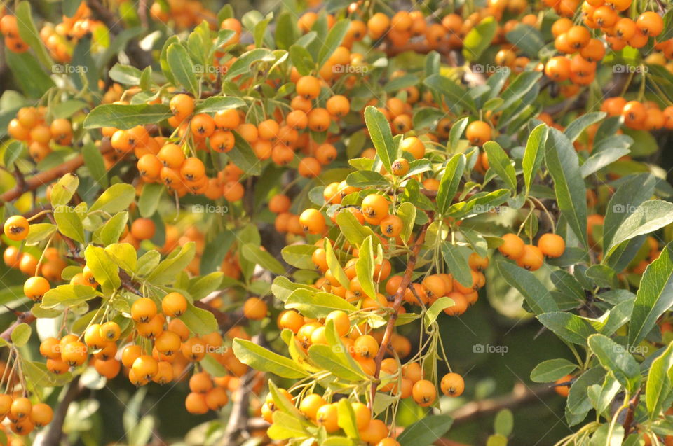 orange fruit