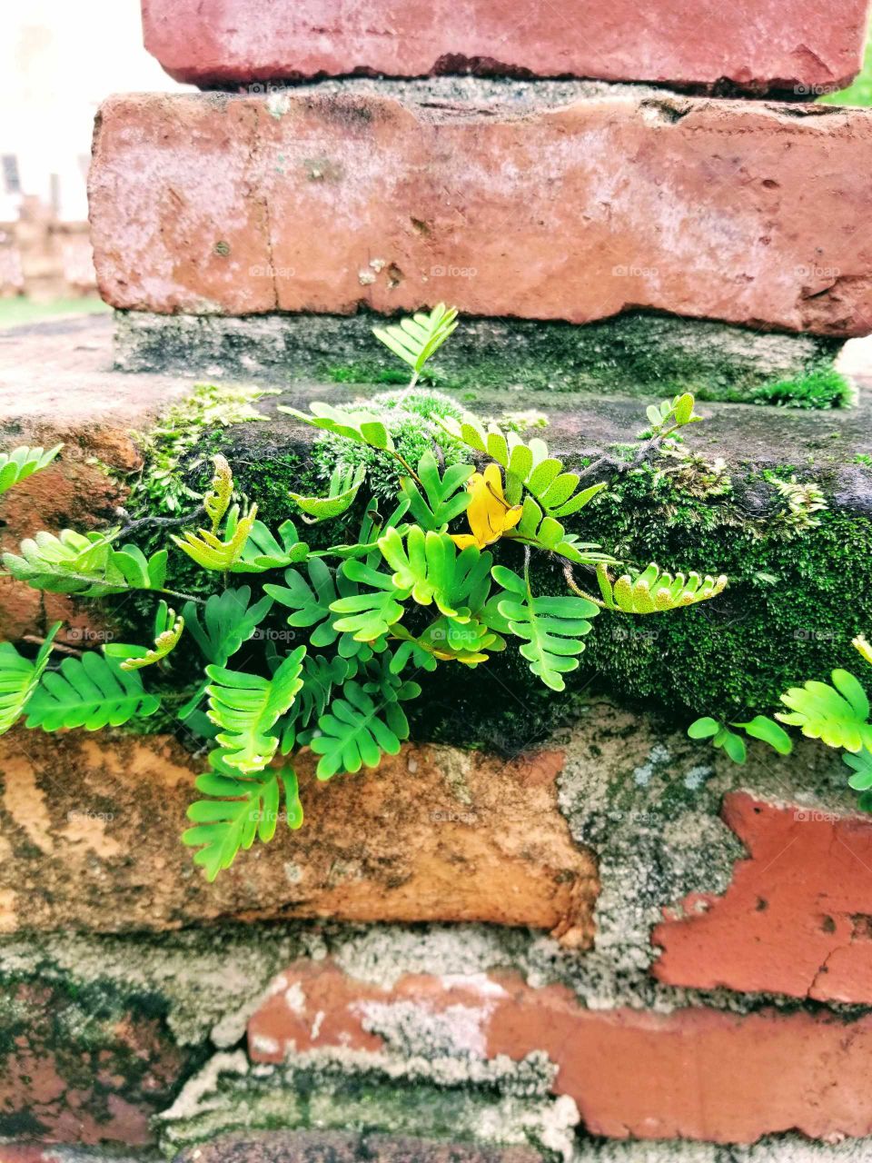 Brick Wall Fern