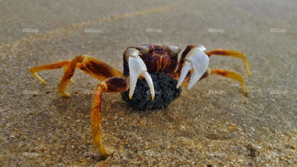 Crab carrying it's egg
