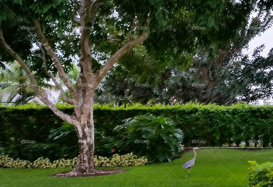 Tree, Garden, Nature, Leaf, Park