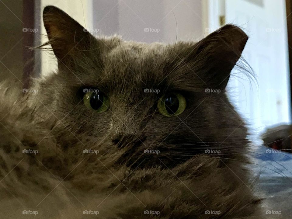 A grey cat sleeping on a bed in a dark room