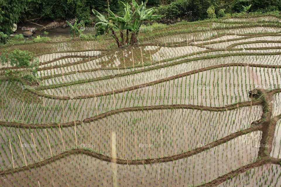 rice field