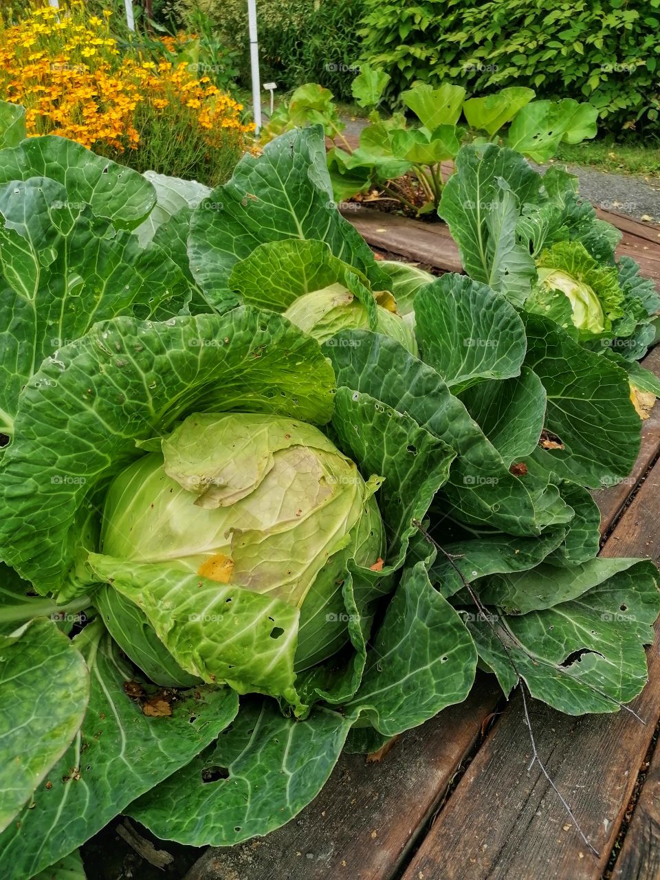 The cabbage harvest will be ready 
in Finland in august.
