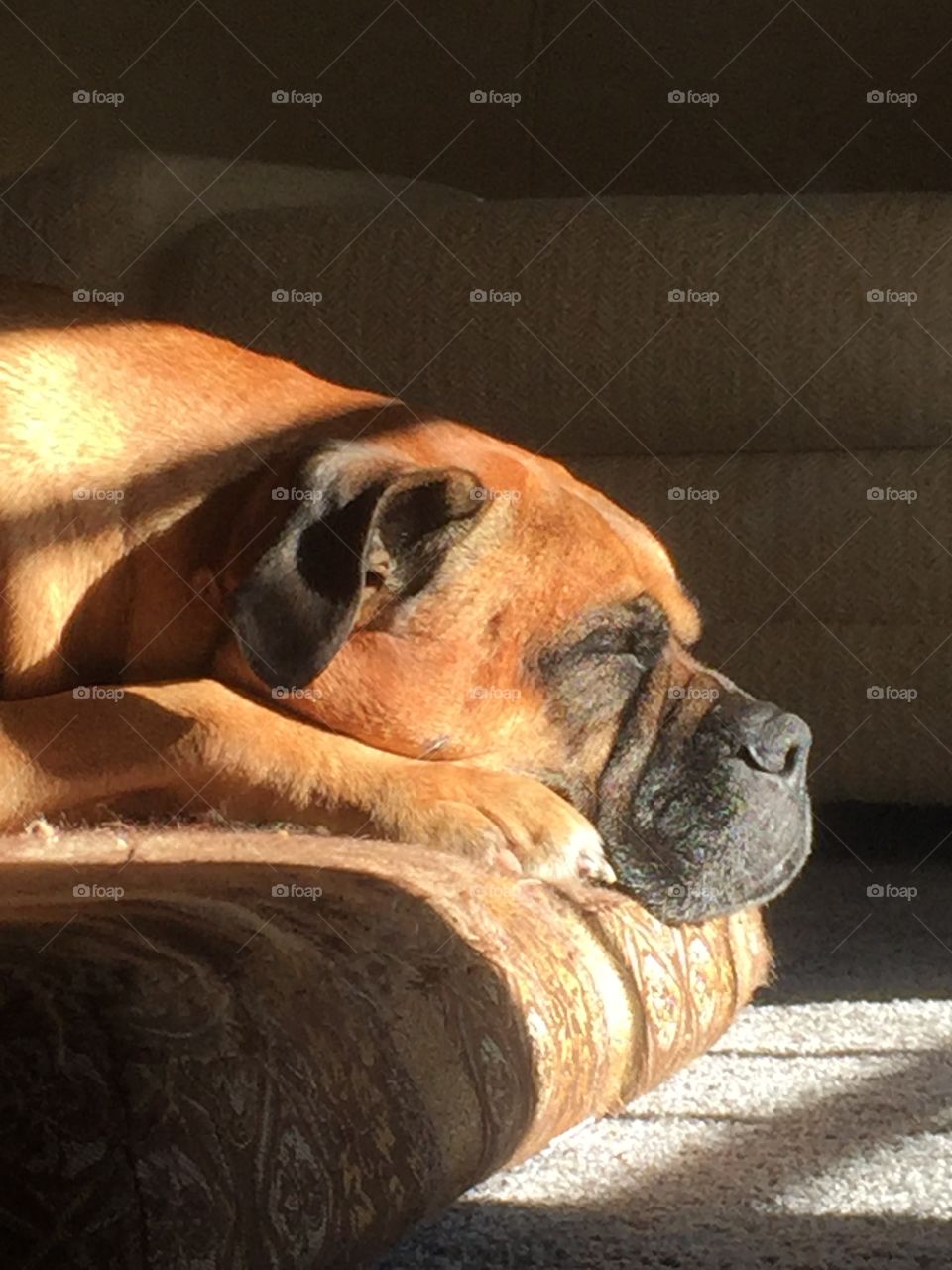 Belle the Bullmastiff enjoying morning sunshine  