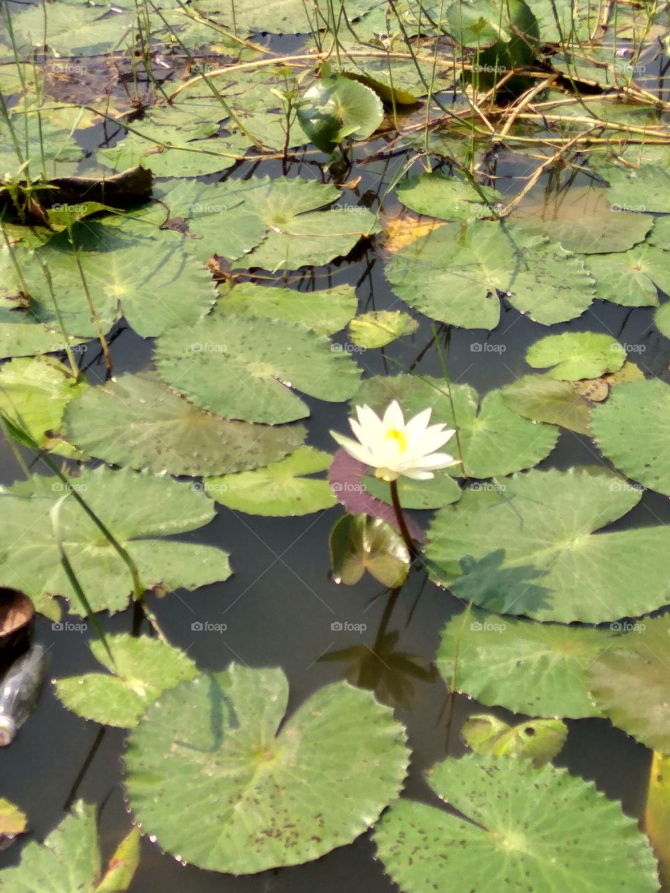 Lotus pond many leafs they grow on mud it's beautiful