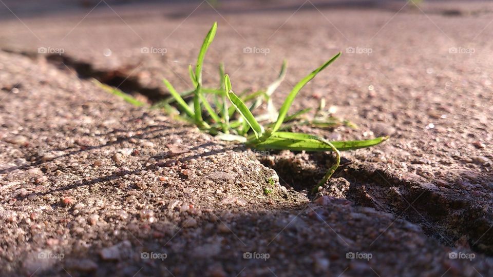 Soil, Ground, Nature, Leaf, No Person