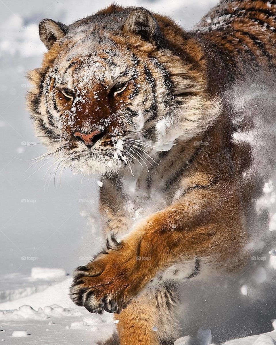 I feel like a tiger right now. There's nothing impossible if you get up and work for it.