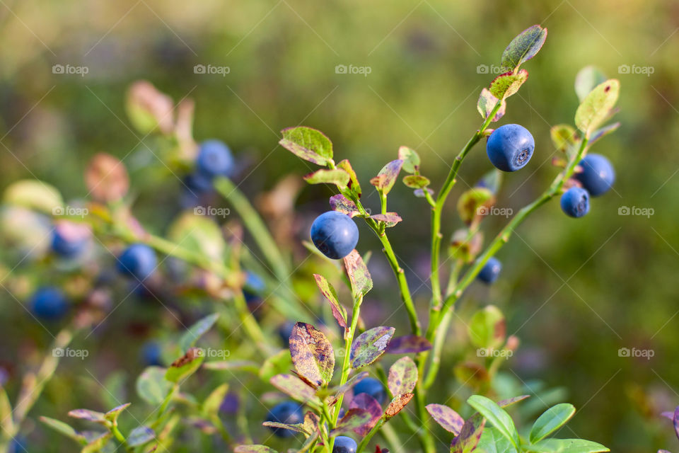 blueberries