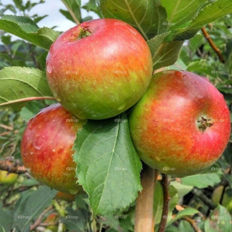 My apple fruit