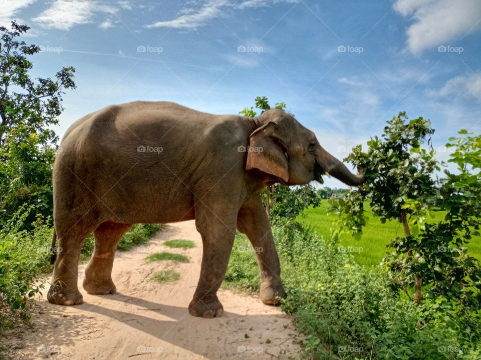 elephant along field.