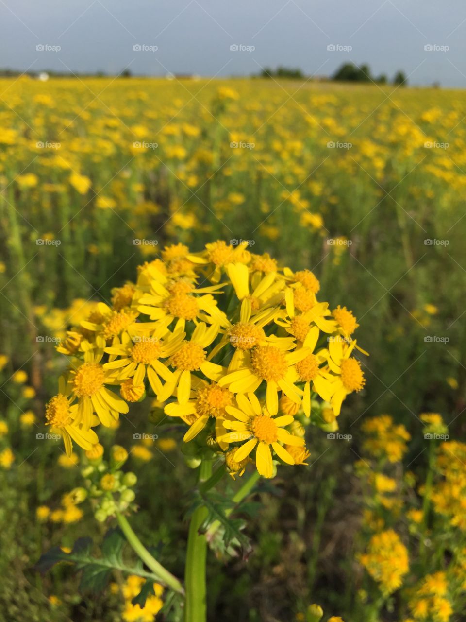 Yellow flower field 