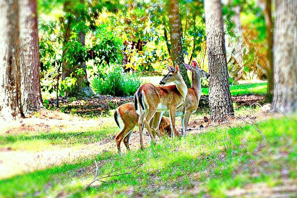 Deer in the forest 