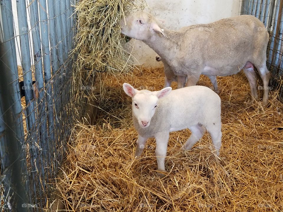 little lamb and ewe