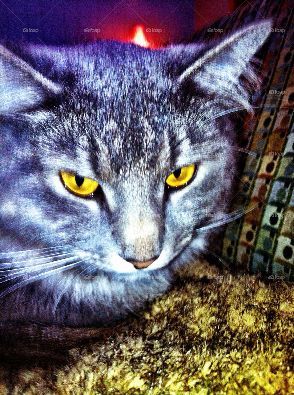 cat moody feline meow by wmm1969
