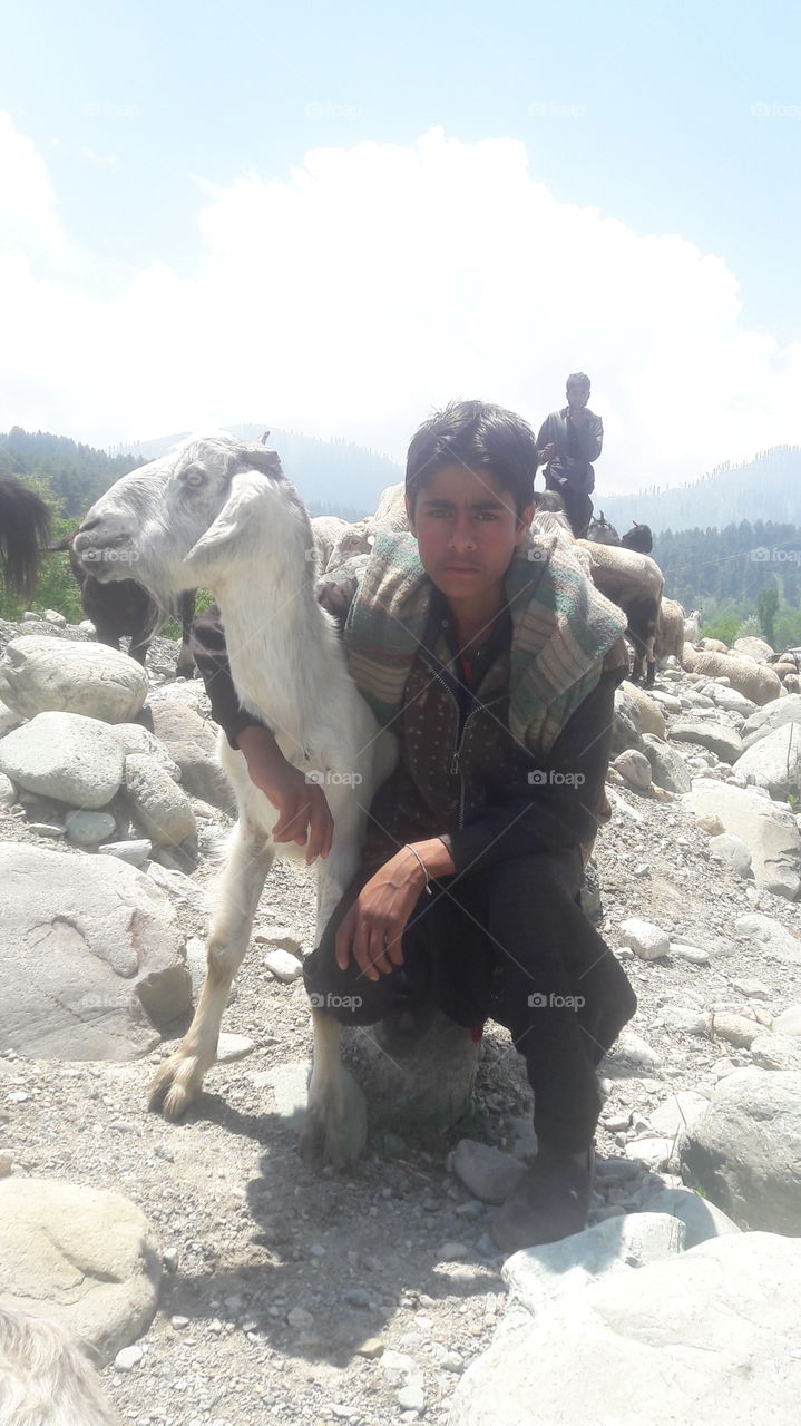 A nomad  boy  posing for a Picture while holding his beautiful Cattle/sheep in his lap in a forest area on Mughal Road on Hirpora Shopian side (in Pirpangal range) in Kashmir Valley J&K...