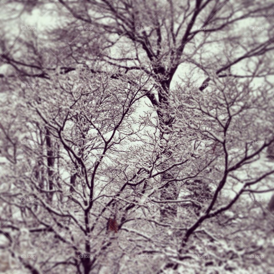 Snowy trees