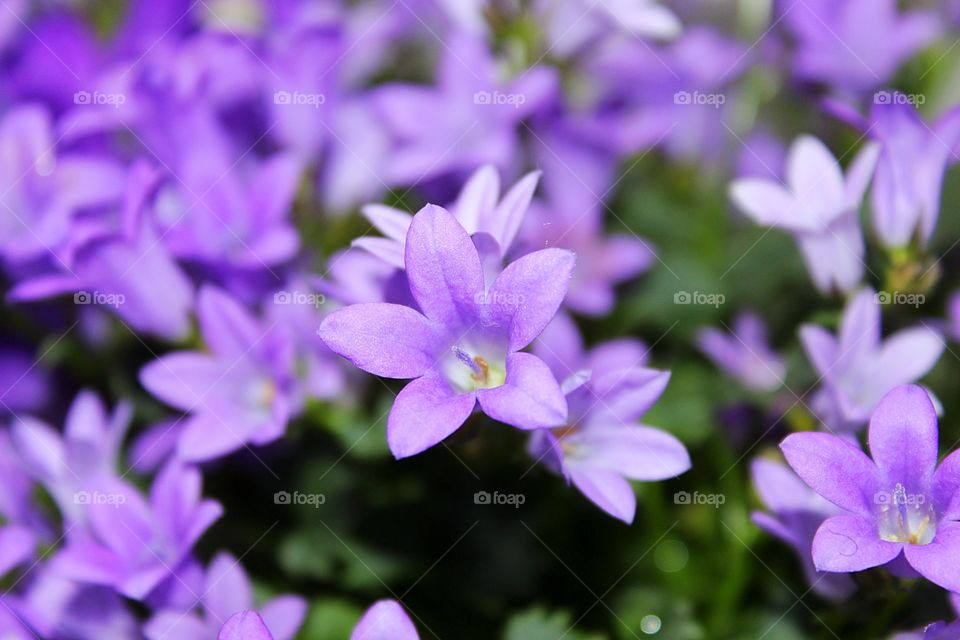 amazong purple flowers reaching the sky