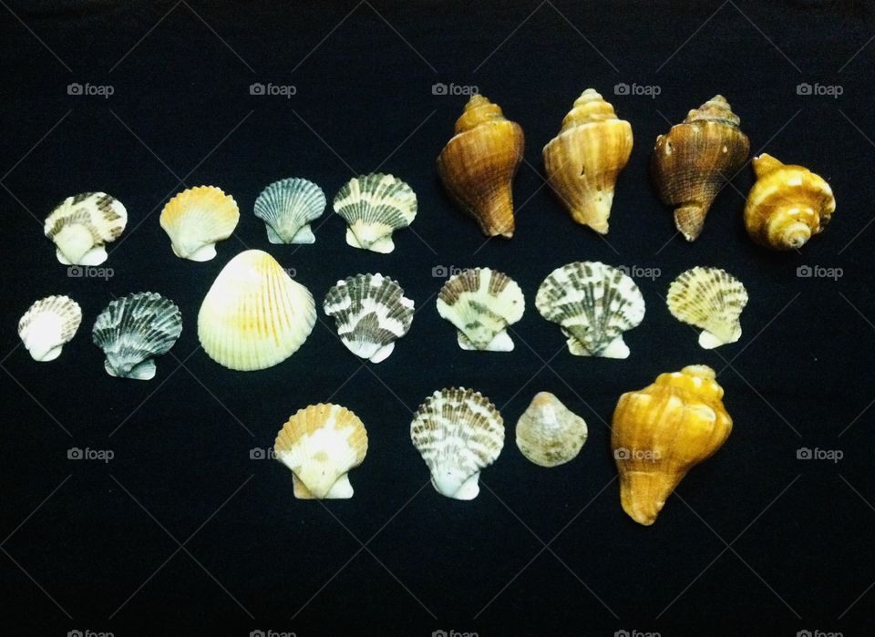 Sea shell line up 