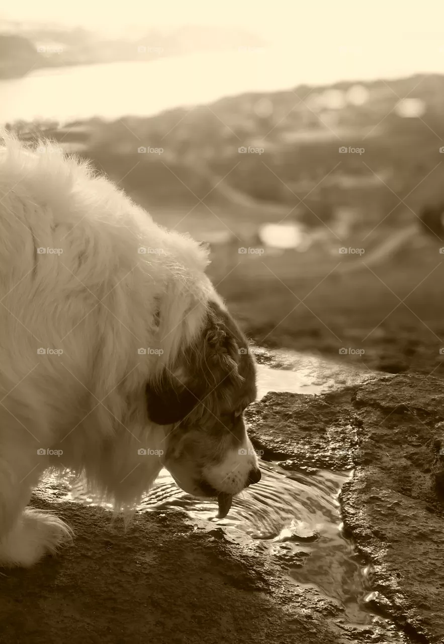 Dog dri