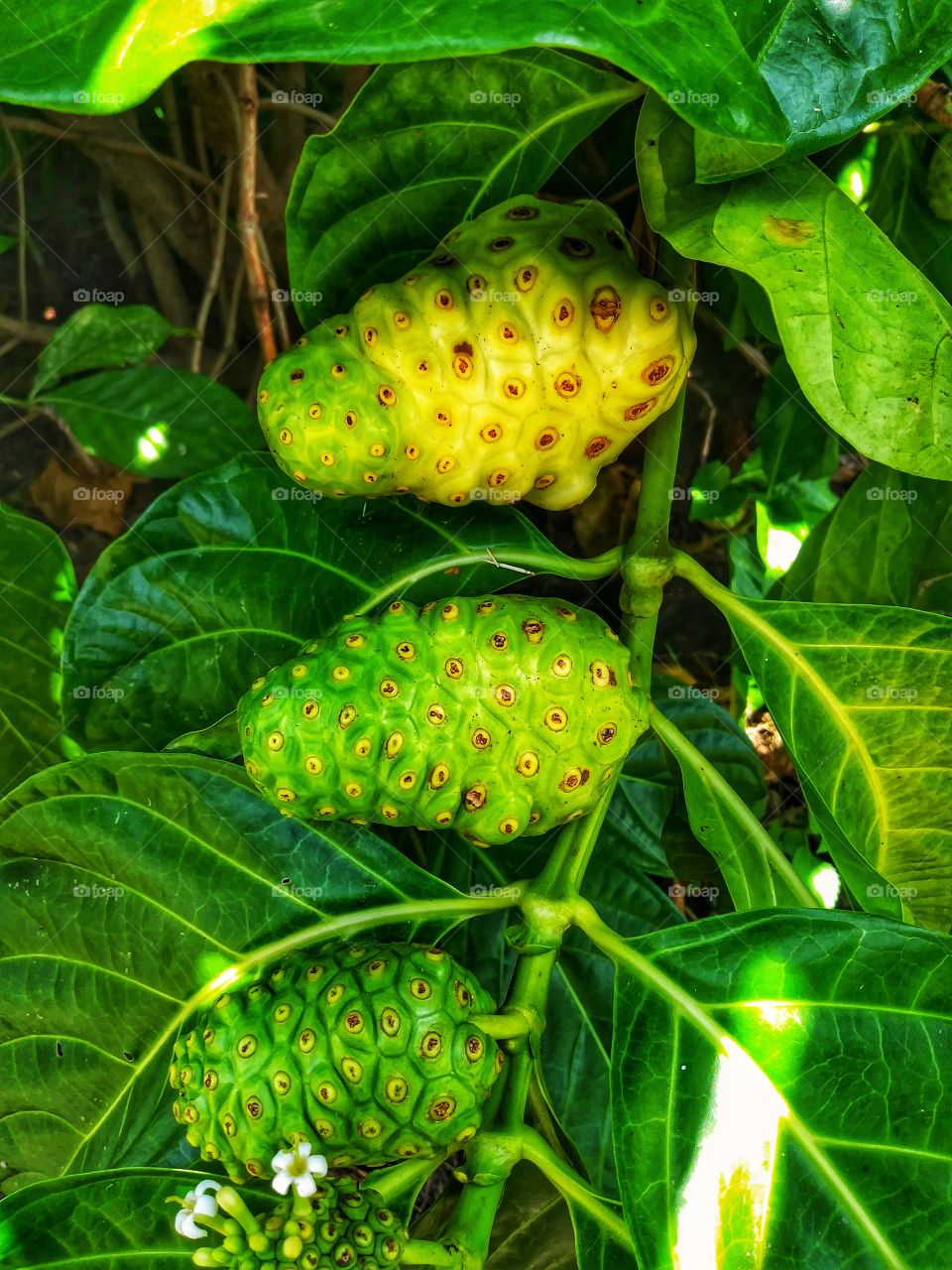 Noni Fruit