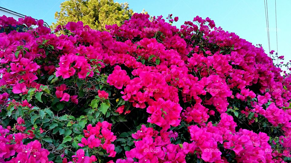 Bougainvillea Vine. Wall of Bougainvillea