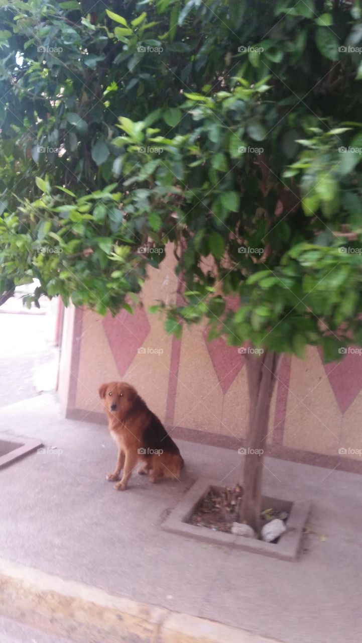 A dog standing near the house.