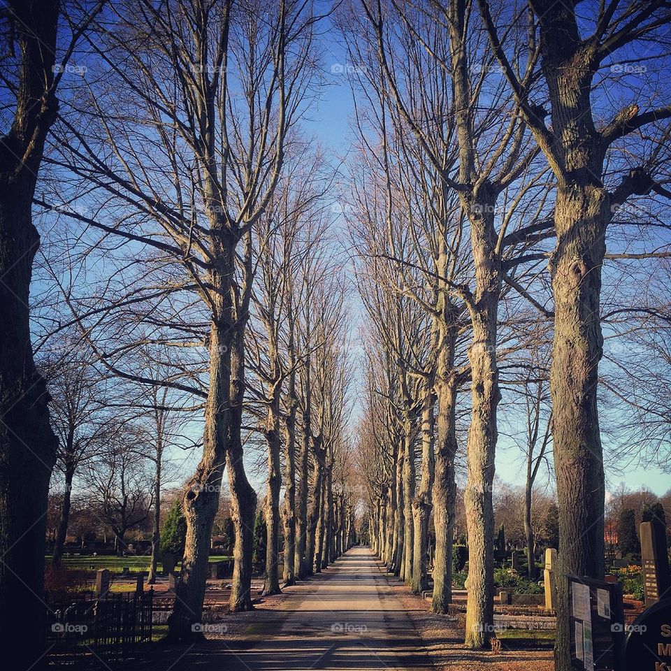 Empty way through bare trees