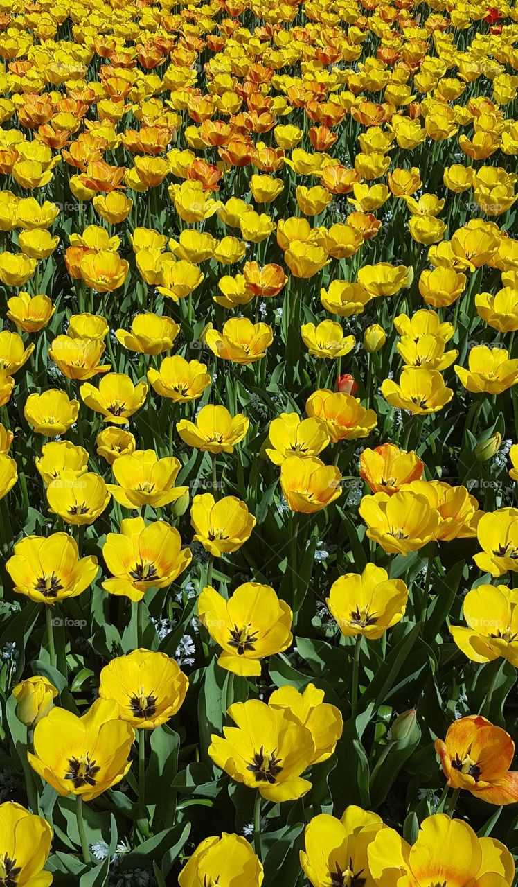 Beautiful tulips field. Yellow color its amazing.