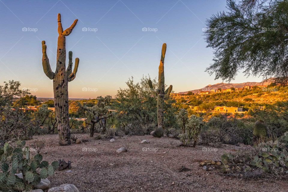 cactus plant in the desert with mountain in the background