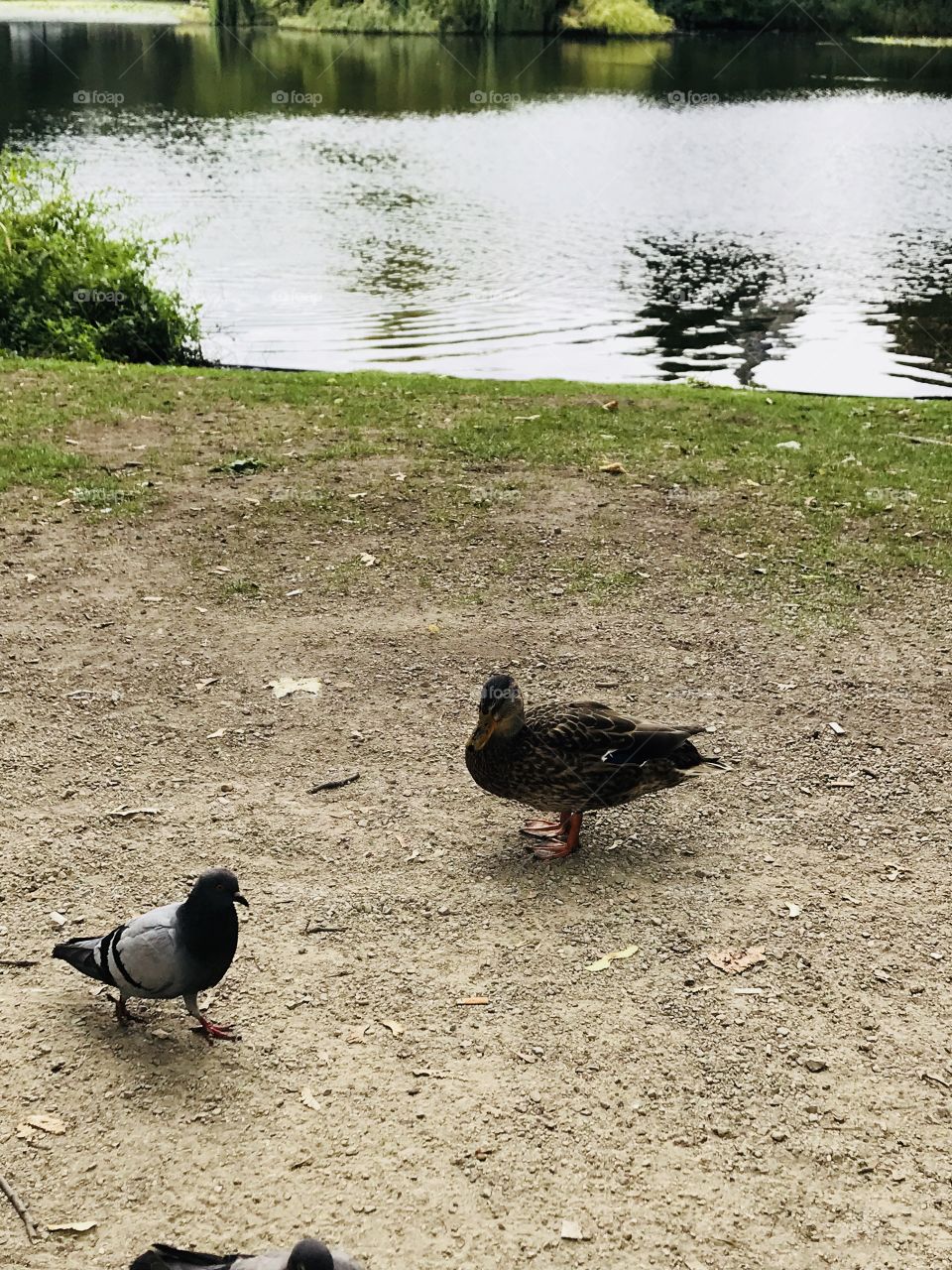 Beautiful duck and bird meeting in the park of Amsterdam.