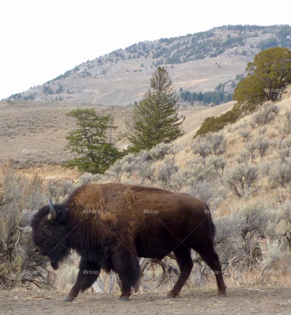 Wyoming Bison Heading Home