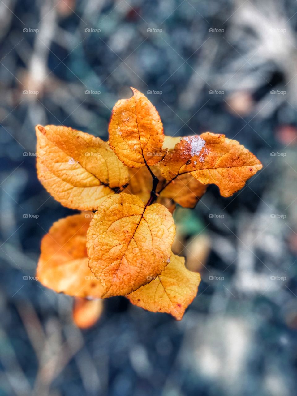 leaves