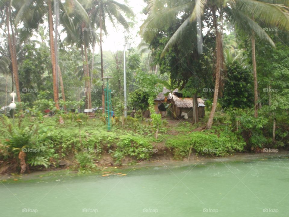 Tropical, Palm, Tree, Water, No Person